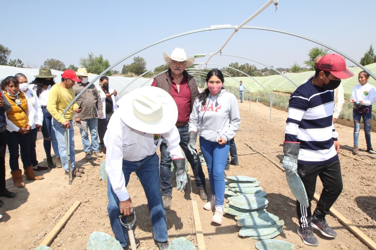 Impulsa SIA el cultivo de nopal por su potencial productivo