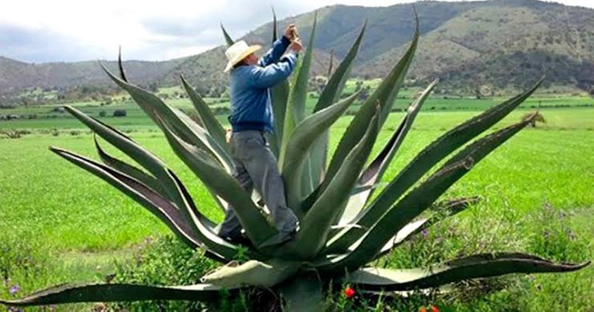 Sin aplicarse la Ley de Fomento y Protección del Maguey