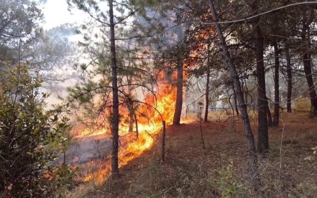 Puebla es el noveno estado del país con mayor superficie afectada por incendios forestales
