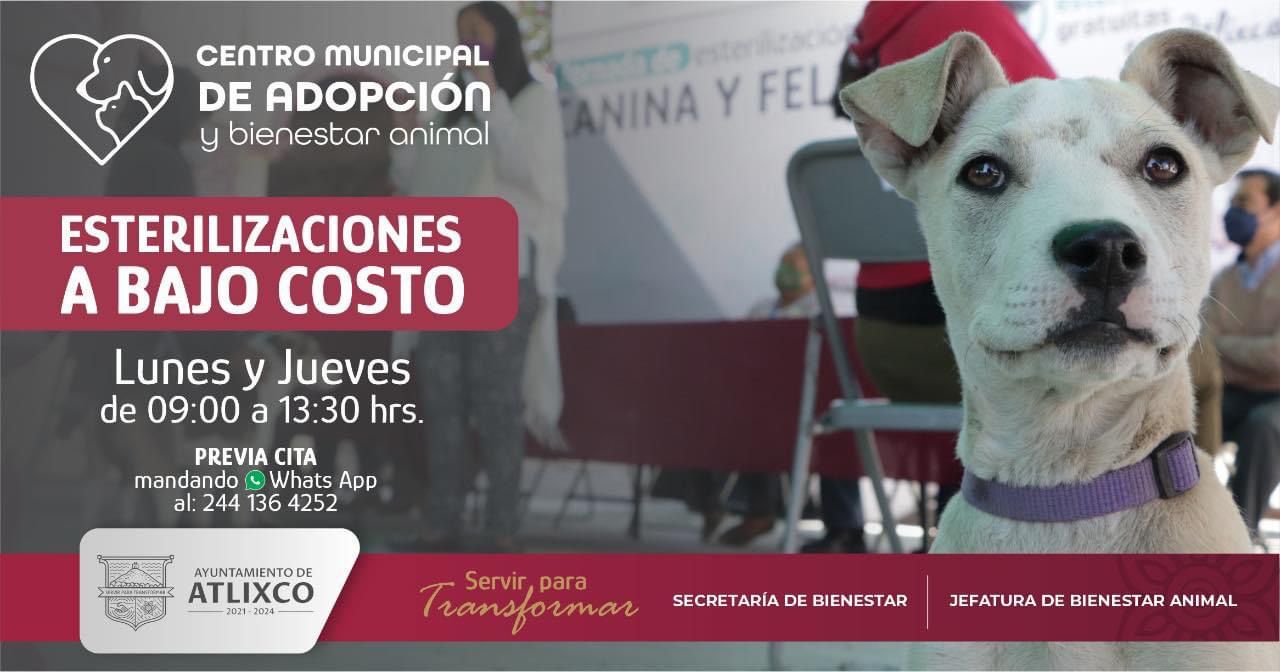 Ofrece Atlixco esterilizaciones a bajo costo a través de su centro de adopción
