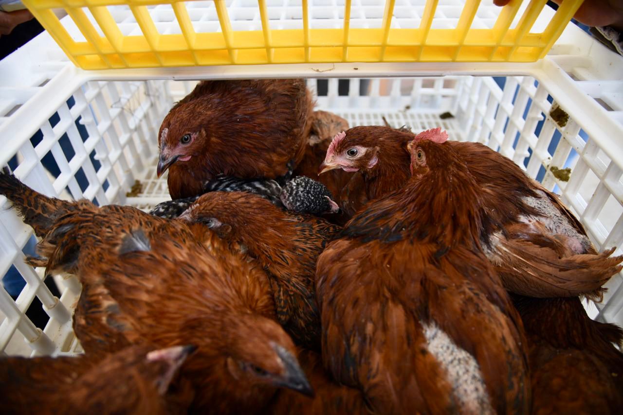 Ayuntamiento de Tlaxcala apoya a la ciudadanía con paquetes de especies menores