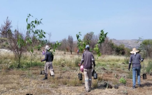 Anuncian plan de reforestación en el estado de Puebla para los próximos dos años