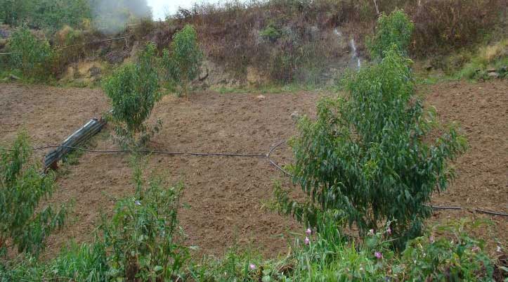 Pérdida de cosecha en 150 hectáreas, además de cultivo de duraznos: SIA