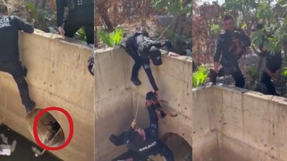 Policías de Culiacán rescatan a perrito que se encontraba atrapado por días en drenaje