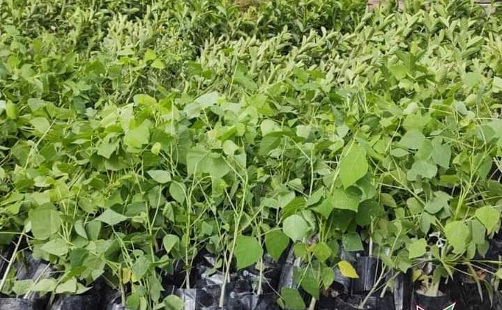 En Santa Cruz Tlaxcala reforestaran áreas verdes dañadas