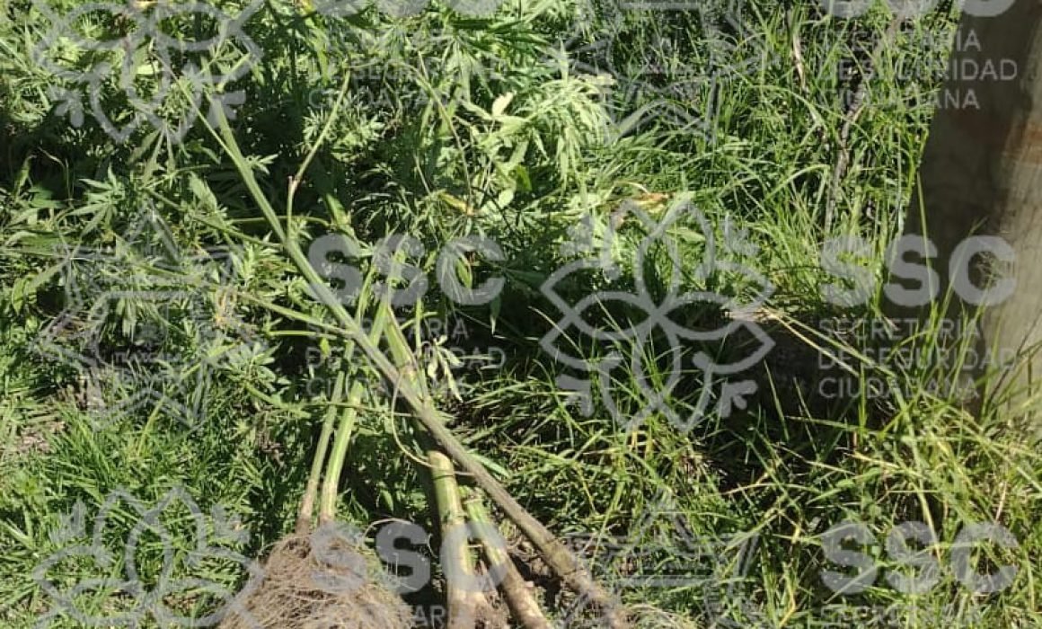Asegura SSC plantas de marihuana en Apizaco