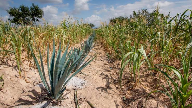  UCD pide celeridad en la entrega de fertilizantes