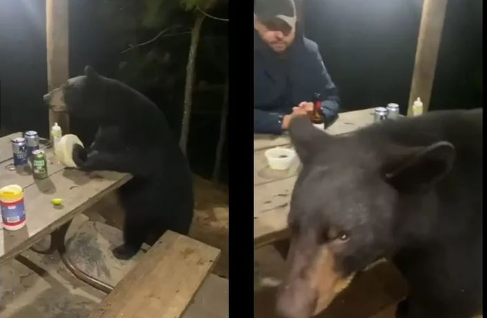 “¿No quieres una cheve?”; Oso sorprendió a hombres en una cabaña mientras comían