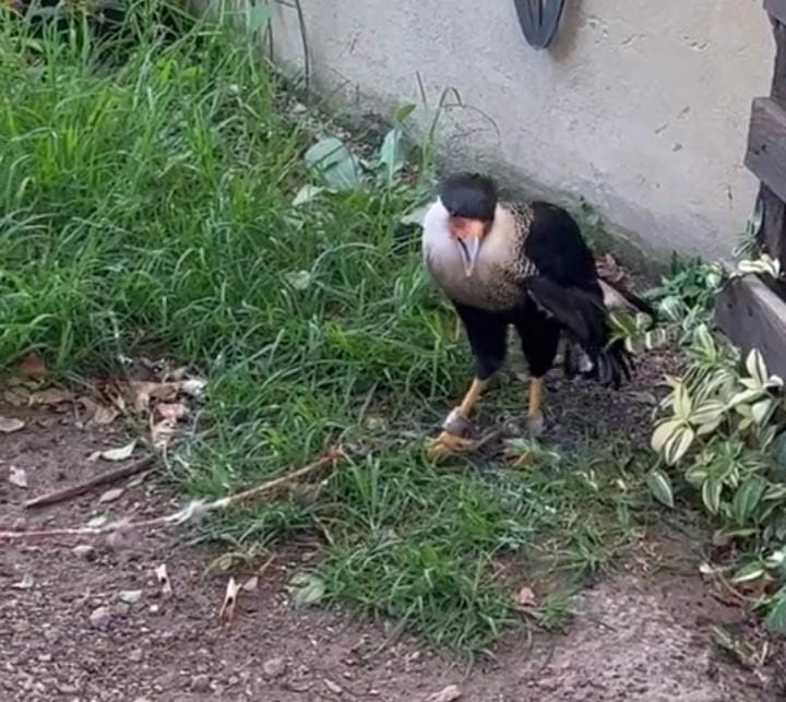 Exponen presunto caso de maltrato animal en Val’Quirico
