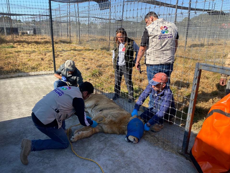 Llegan tres ejemplares felinos al Zoológico del Altiplano
