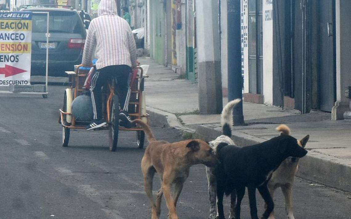 Piden a Lorena Cuéllar vetar nueva Ley de Bienestar Animal