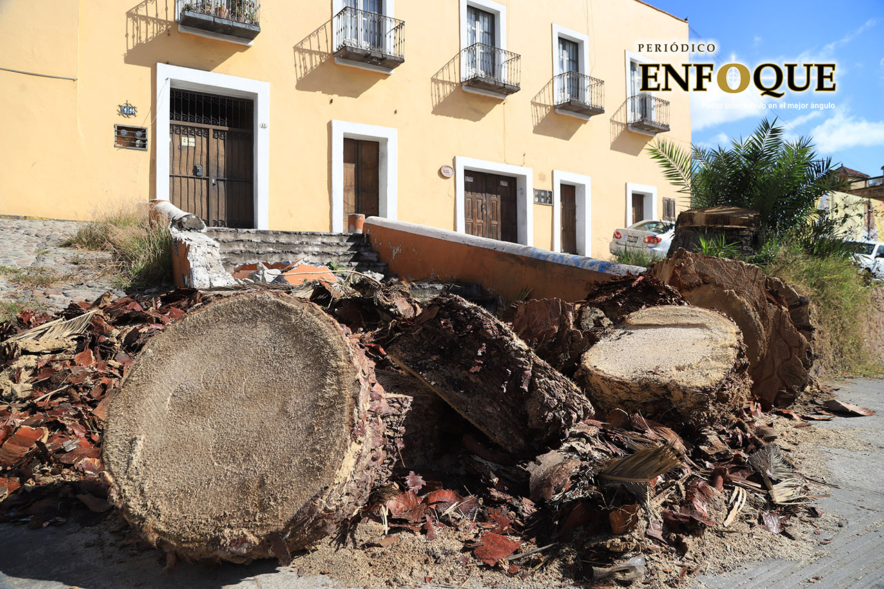 Por representar un riesgo talan palmeras en El Alto
