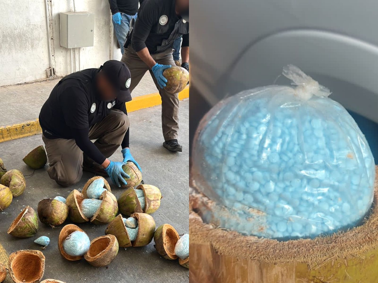Decomisa FGR 300 kilos de fentanilo escondido en cocos en Sonora