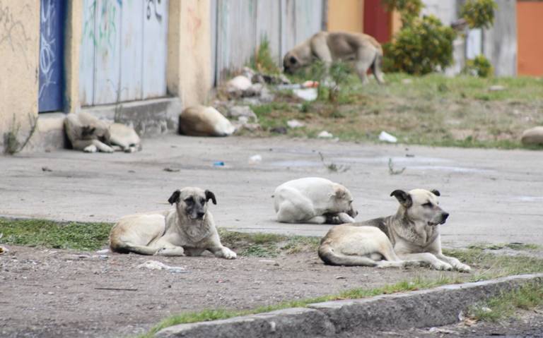 Retroceso en materia de bienestar animal tras nueva ley, acusa colectivo 