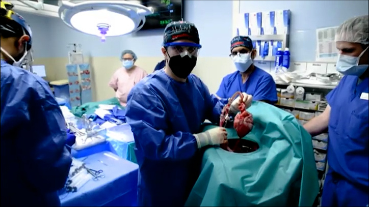 Trasplantan con exito corazon de cerdo a hombre 2
