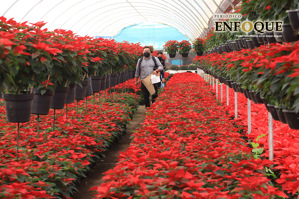 Atlixco cuenta con las mejor flor de temporada, adquiérela en la Plazuela del productor, Santa Rita 