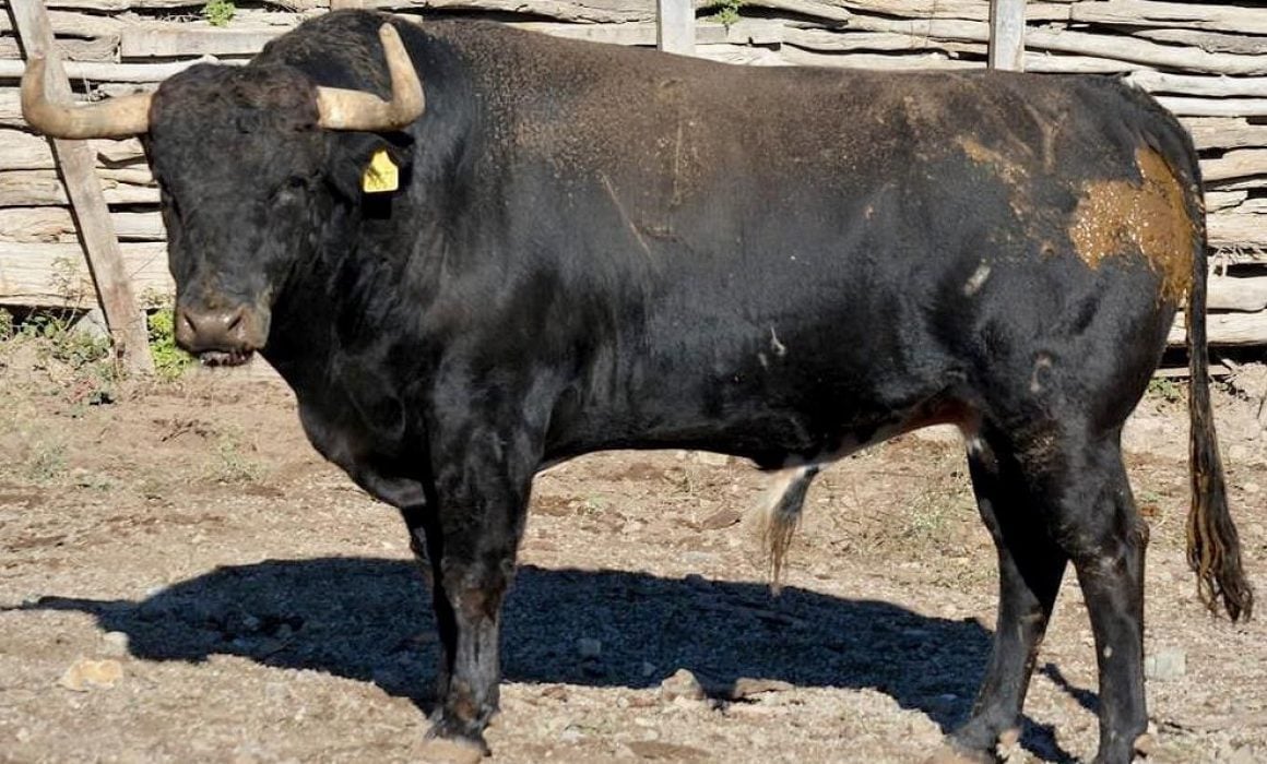 Listos los toros para la Corrida Guadalupana en la capital 