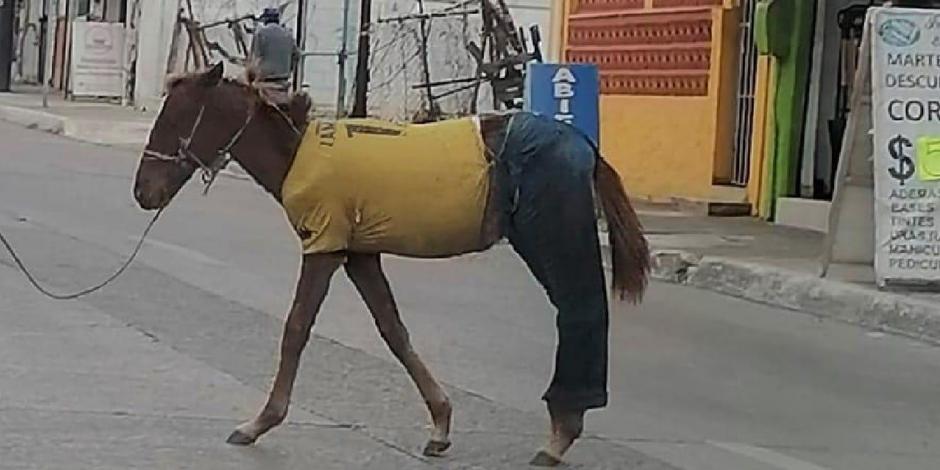 "¡Qué es esooooo!": Caballo se pasea vestido con playera y pantalón de mezclilla (Vídeo)