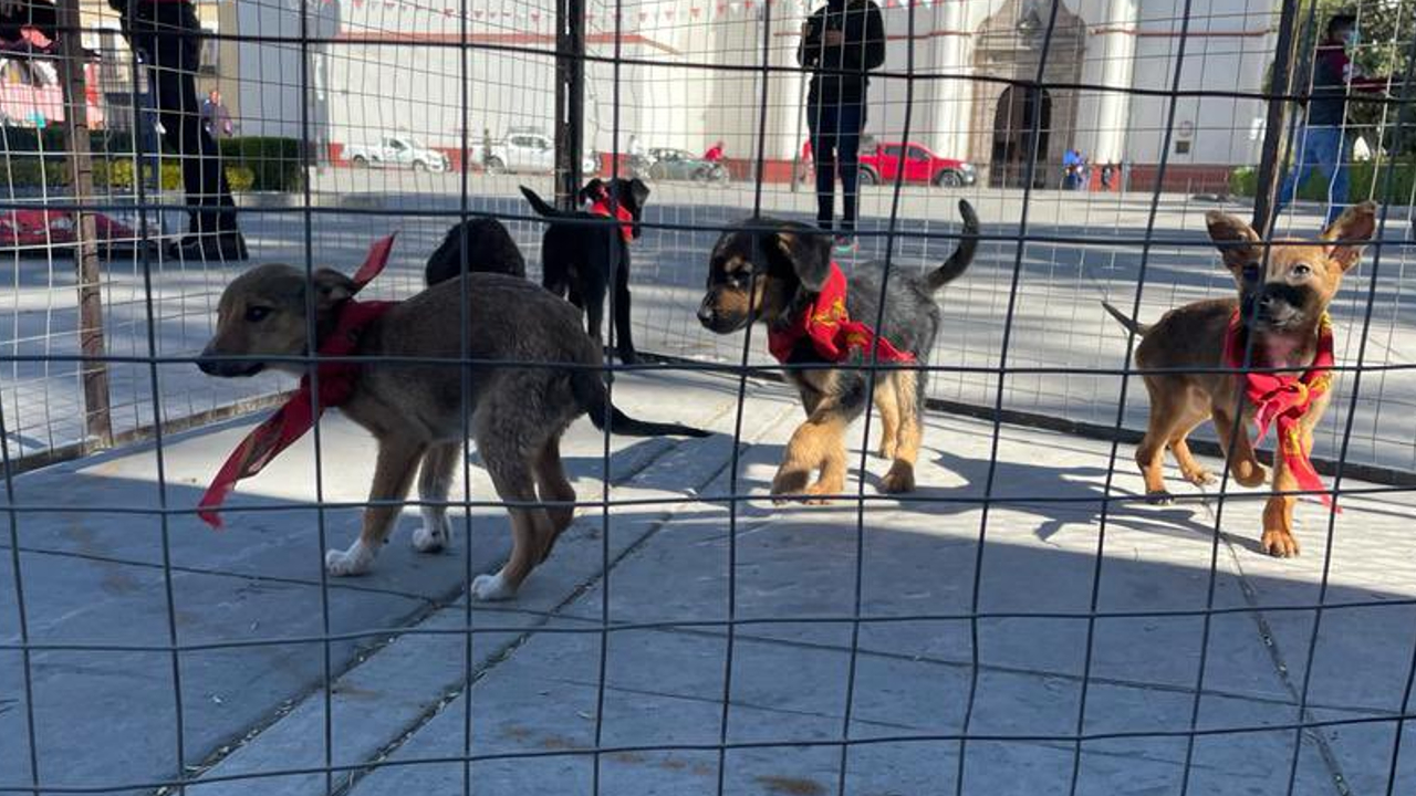 Ayuntamiento de San Pedro Cholula continúa fomentando una cultura contra el maltrato animal 