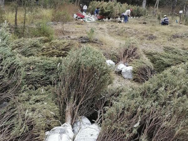 Recibirá Medio Ambiente árboles utilizados en celebraciones decembrinas