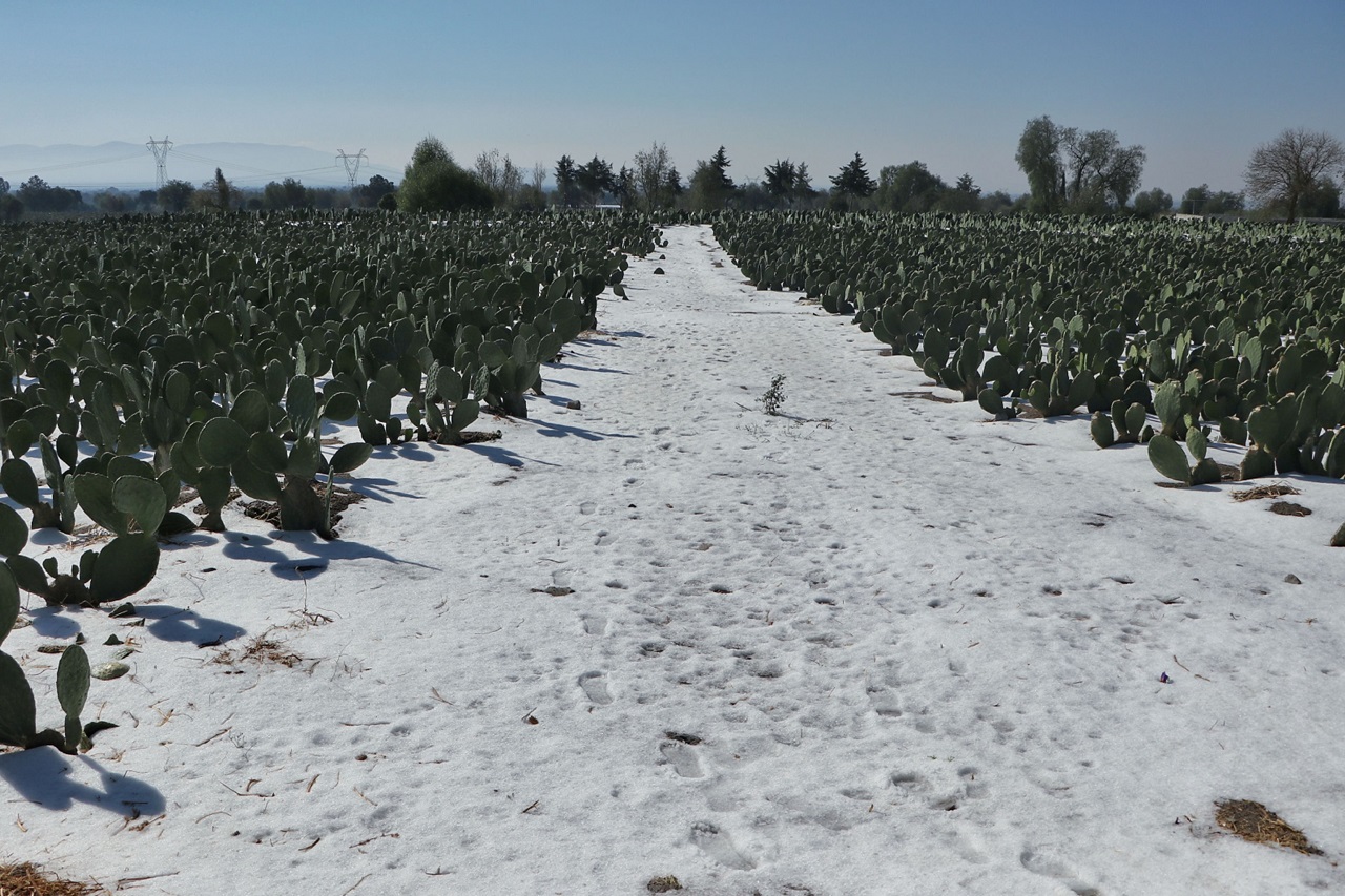 Aguanieve y granizo afectó a 200 familias productoras de nopal y tuna en Acatzingo 