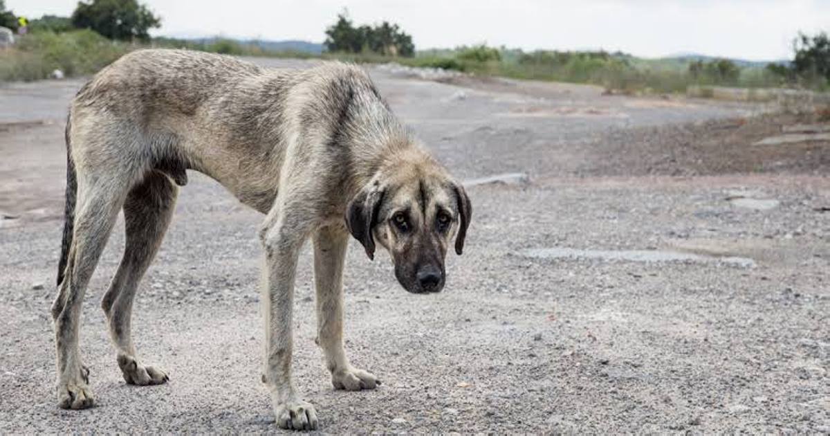 Activistas en Tlaxcala solicitan a las autoridades cumplir sus promesas de campaña en materia de Maltrato Animal