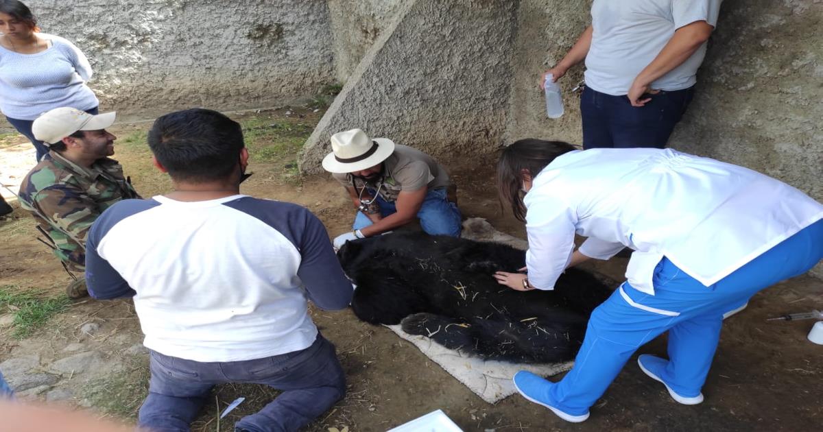 SMA garantiza medidas de atención a ejemplares del zoológico del altiplano