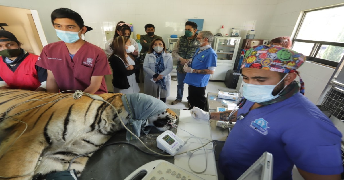 Supervisó Lorena Cuéllar zoológico del altiplano 
