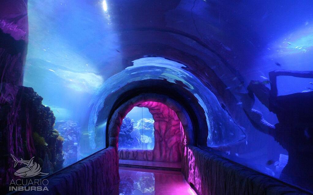 Muere buzo certificada en estanque del acuario Inbursa; Fiscalía de CDMX abre investigación