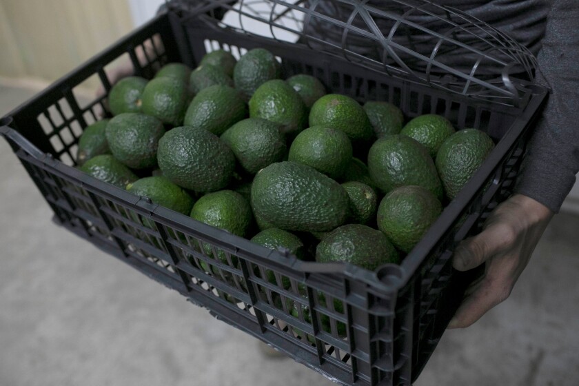 Se espera que exportación de aguacate a Estados Unidos se reanude durante la semana