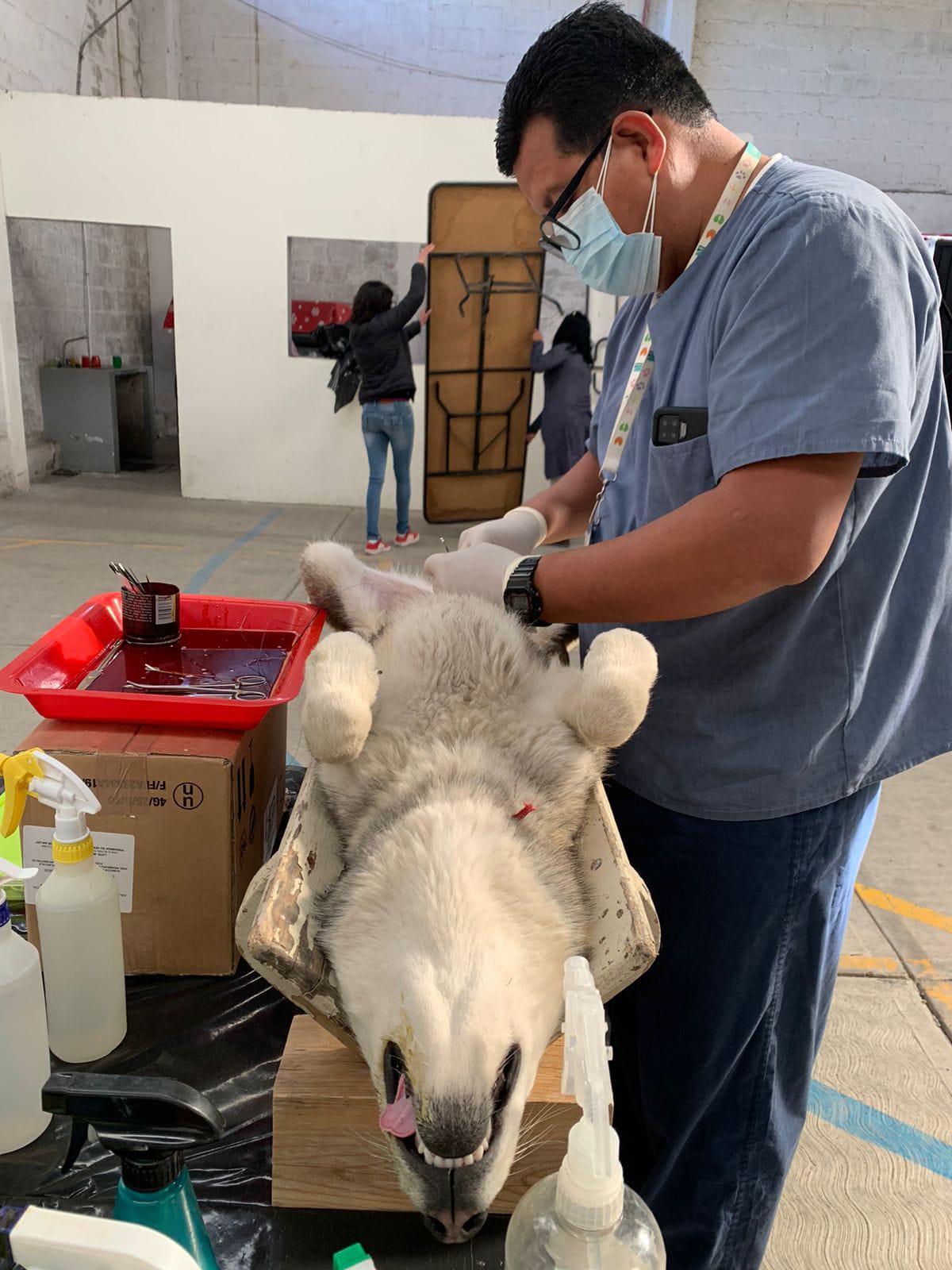 Alargan campaña de esterilización en Tlaxcala capital 