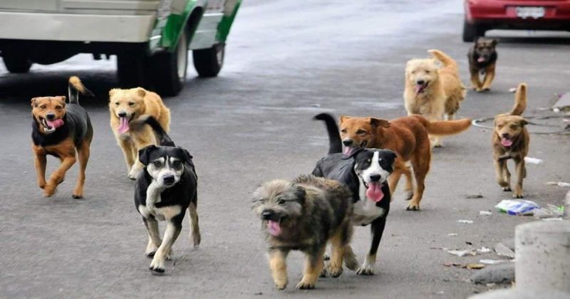 Colectivo Pro Bienestar Animal en Tlaxcala busca que se cumpla la ley de protección animal