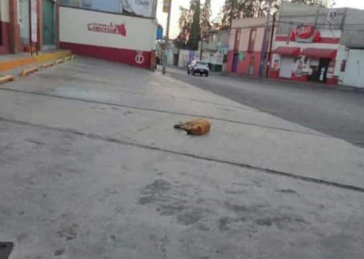 Impunes casos de maltrato animal en Huamantla