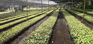 Arranca Sembrando Vida en Tlaxcala, la meta 12.5 millones de plantas
