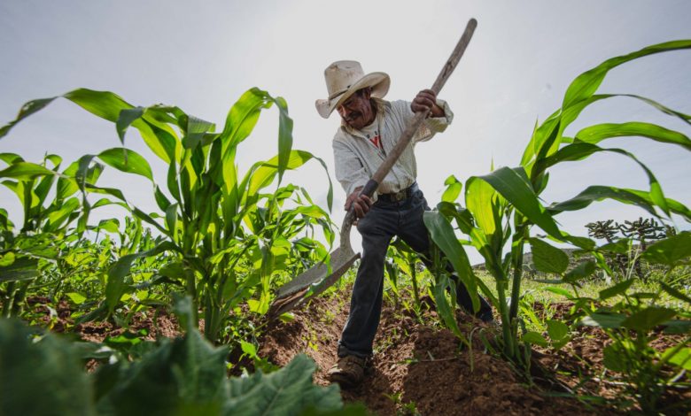 Producción agrícola se recuperará económicamente en cinco años: Académico 