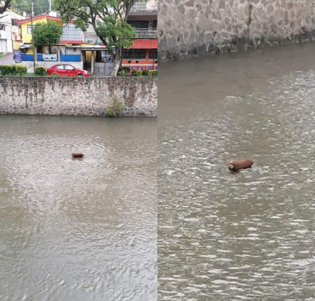 ¡Héroes sin capa!, logran rescatar a perrito tras caer al Zahuapan