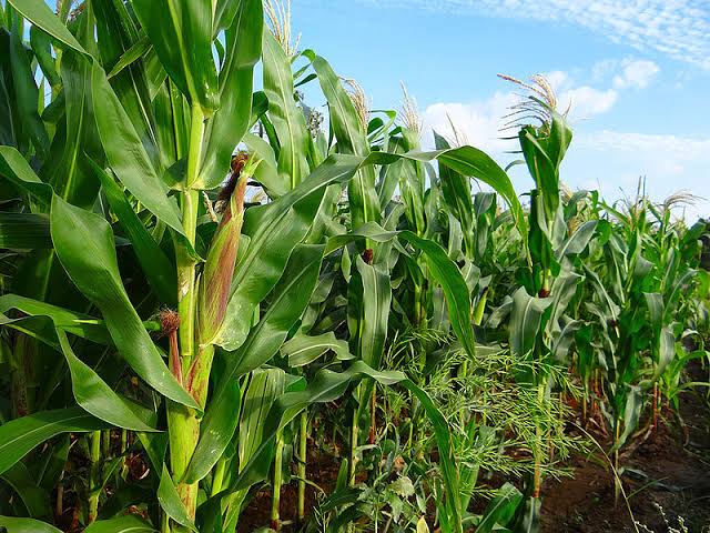 Alrededor de tres mil hectáreas de maíz sin sembrar por condiciones climáticas