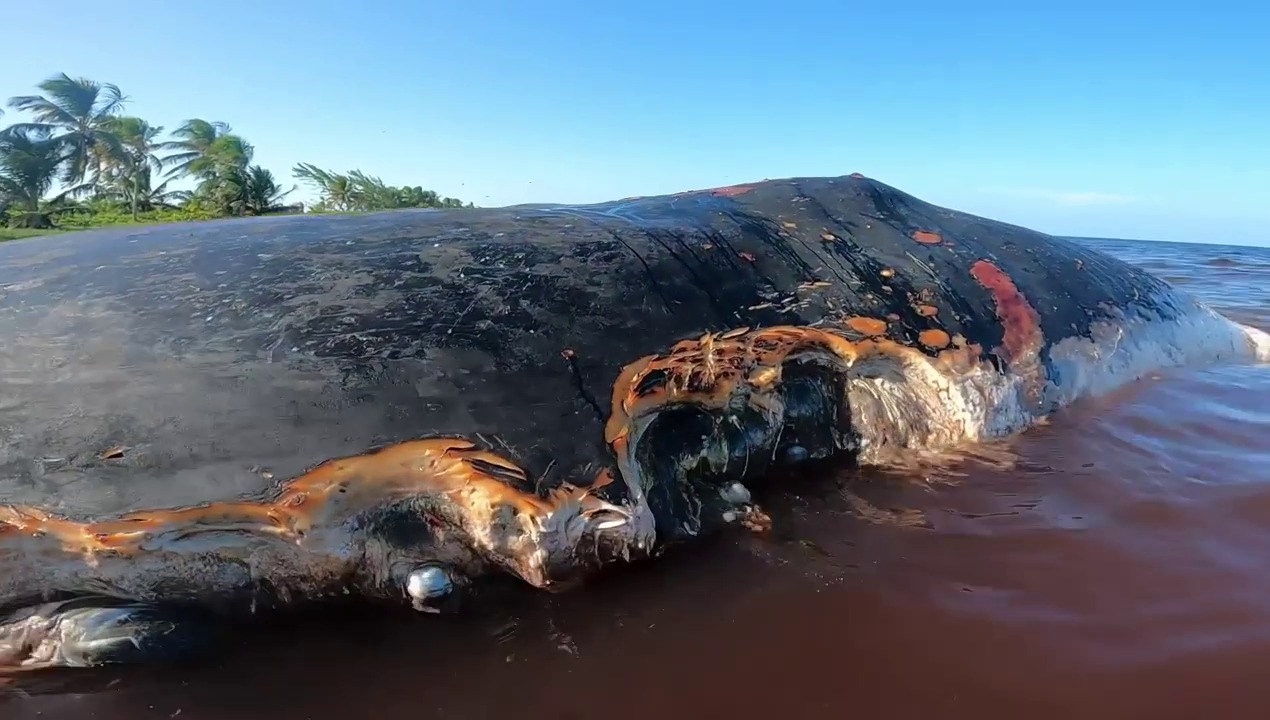 Hallan ballena muerta en Mahahual, Quintana Roo