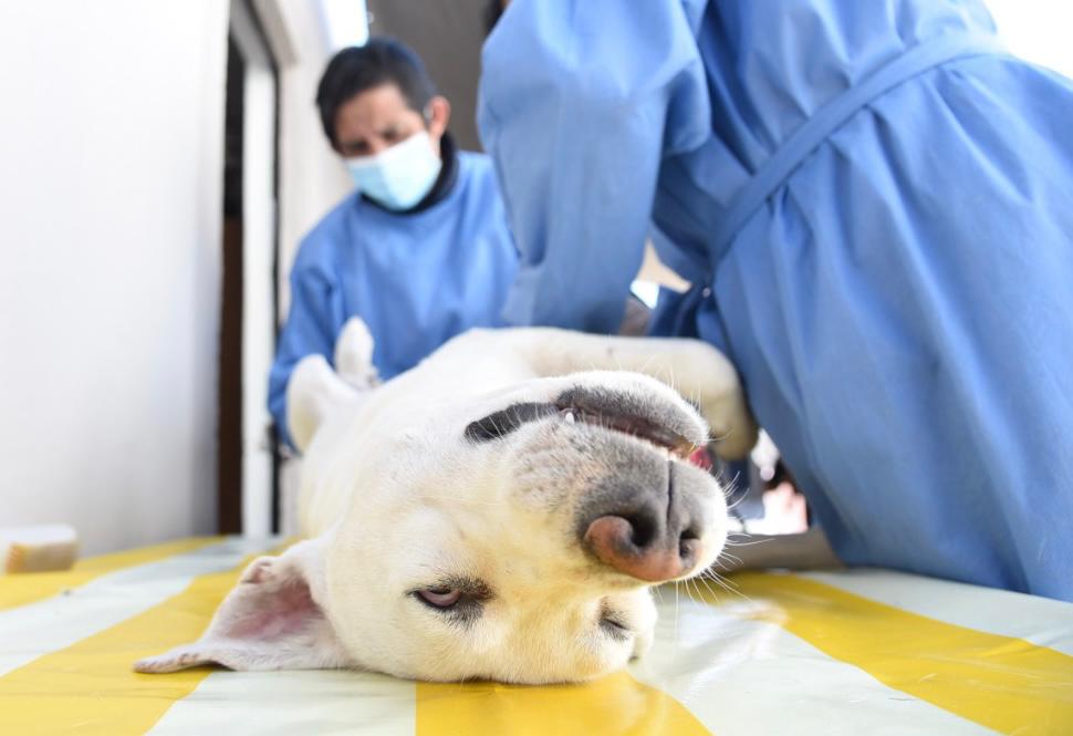 Campaña de esterilización se llevará a acabo en comunidades de Tlaxcala Capital
