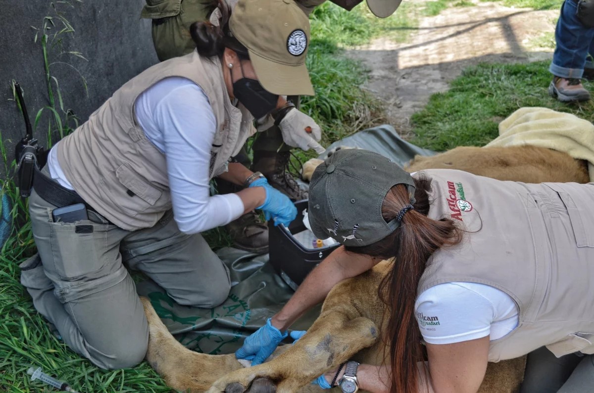 Llegaron a Puebla 12 felinos rescatados del santuario Black Jaguar-White Tiger