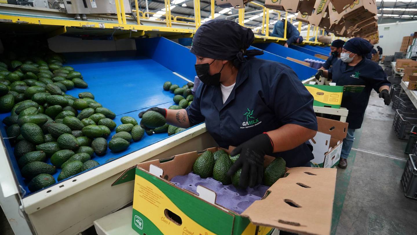 Otorgan a Jalisco certificación para exportar aguacate a EU