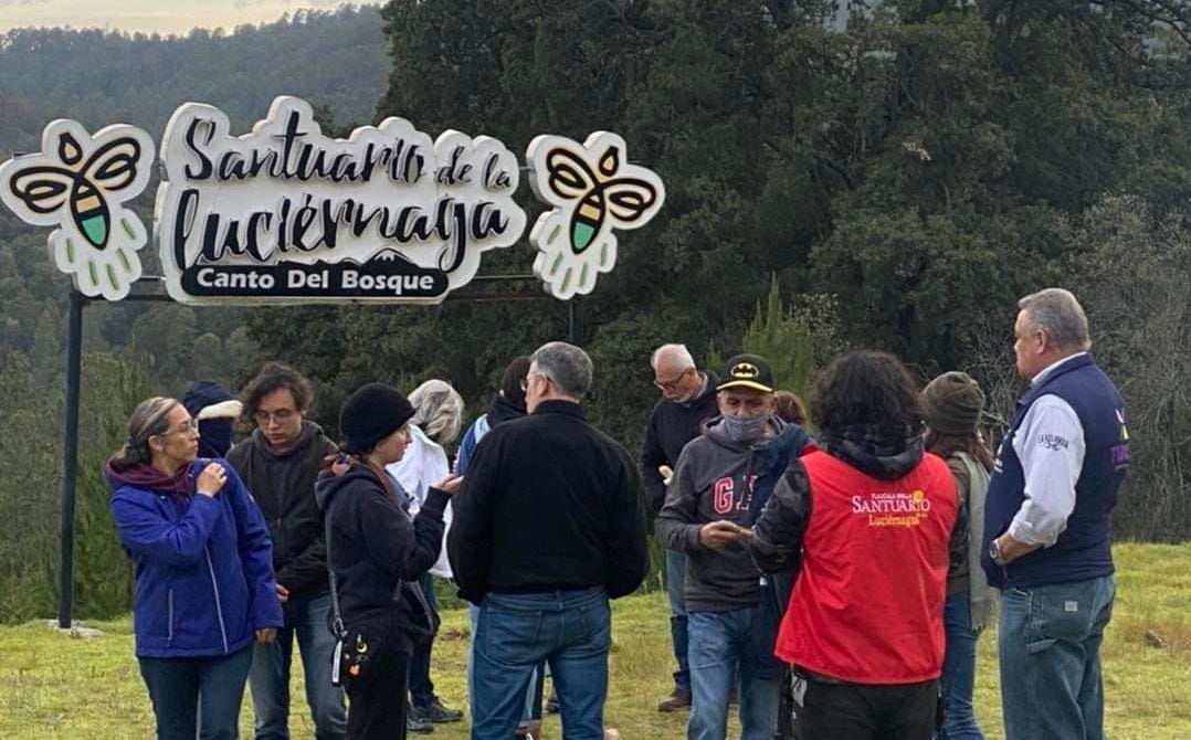 Por turismo y cambio climático luciérnagas en peligro de desaparecer