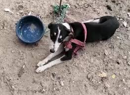 Prevén aprobación de reformas en favor de los animales para septiembre