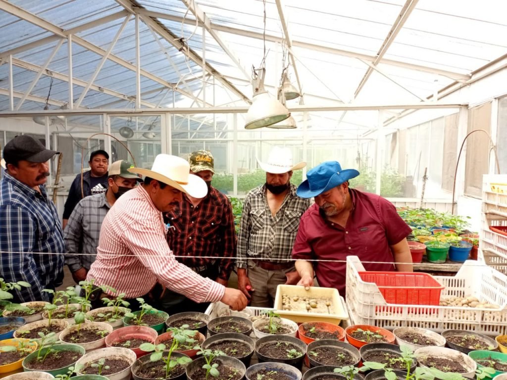 Impulsa SIA e INIFAP la producción de papa en Tlaxcala  