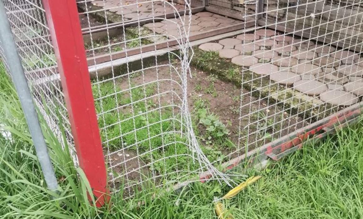 Denuncian ante FGR desaparición de guacamaya del Zoológico del Altiplano