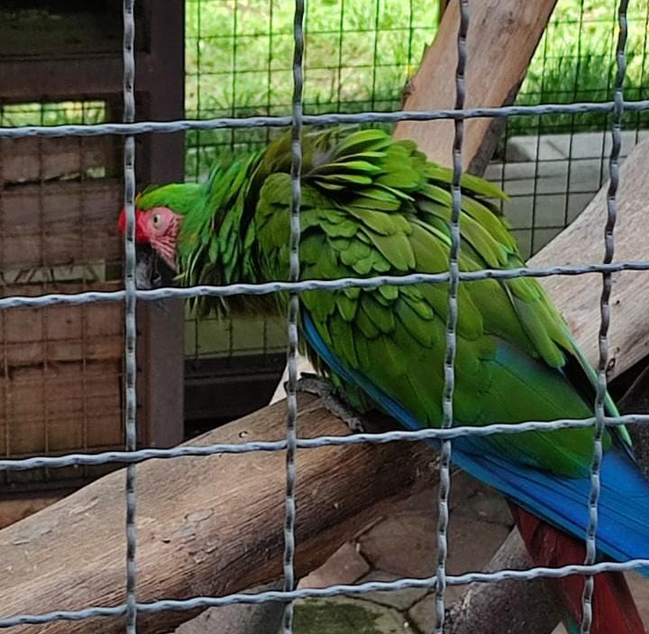 Guacamaya extraída del Zoológico Del Altiplano sin valor nominal