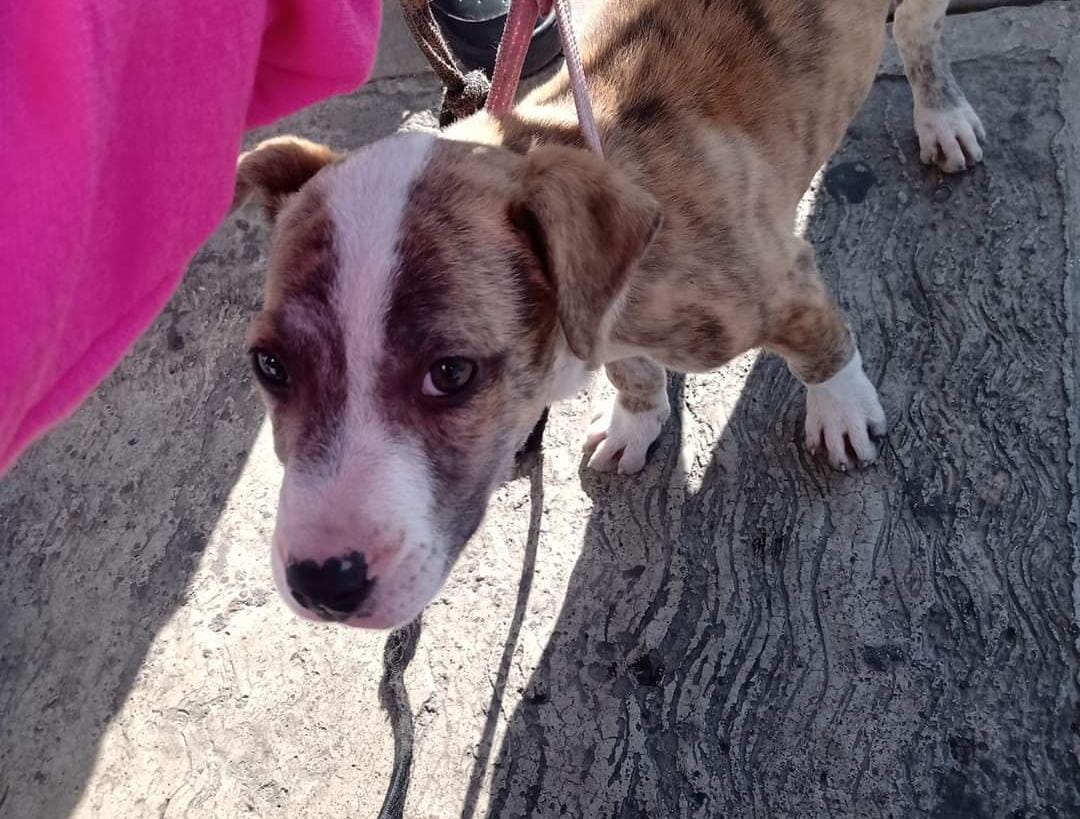 En Tlaxcala se logra avance en pro de los animales