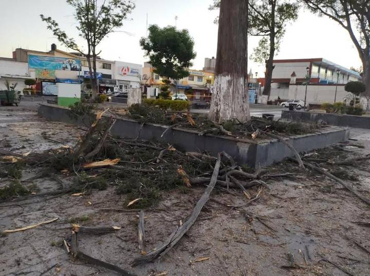 En Chiautempan derriban arboles viejos a fin de evitar que cayeran con los vientos