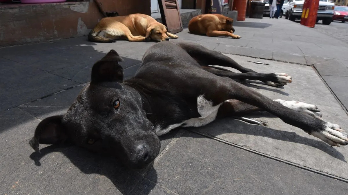 Dictan más de 3 años de prisión al sujeto que asesinó a un perrito en Puebla