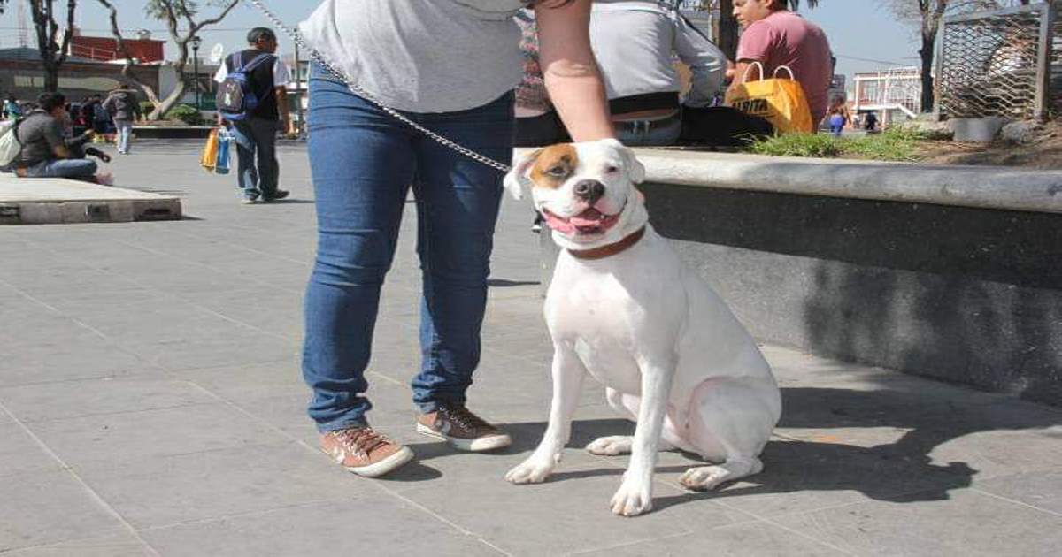 Municipios siguen convocando a campañas de “donación” de animales